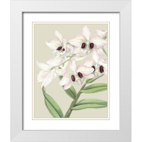 Custom Orchid Blooms II (ASH) White Modern Wood Framed Art Print with Double Matting by Vision Studio
