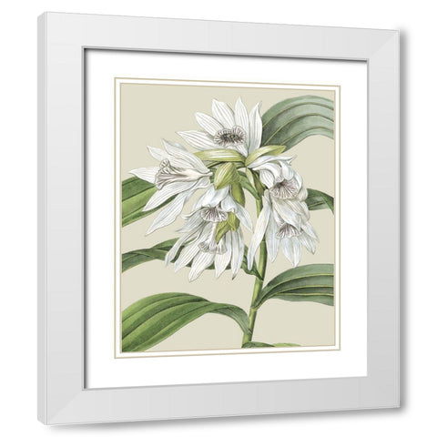 Custom Orchid Blooms III (ASH) White Modern Wood Framed Art Print with Double Matting by Vision Studio