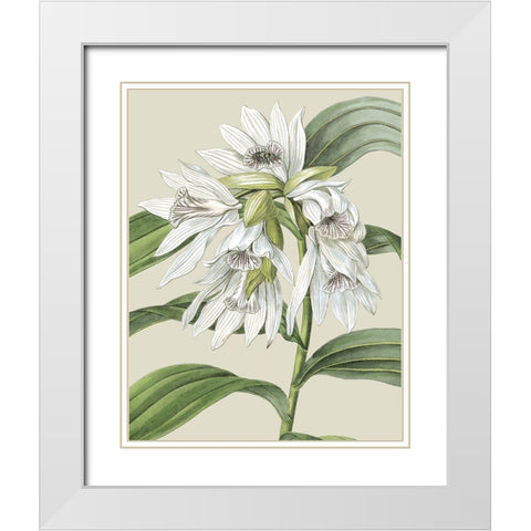 Custom Orchid Blooms III (ASH) White Modern Wood Framed Art Print with Double Matting by Vision Studio