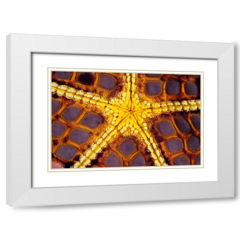 Purple Star - Wakatoobi, Indonesia White Modern Wood Framed Art Print with Double Matting by Factor, Beverly