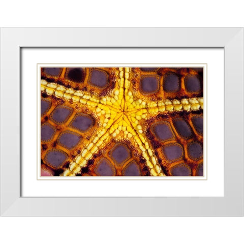Purple Star - Wakatoobi, Indonesia White Modern Wood Framed Art Print with Double Matting by Factor, Beverly