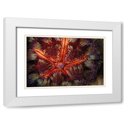 Star Power - Indonesia White Modern Wood Framed Art Print with Double Matting by Factor, Beverly