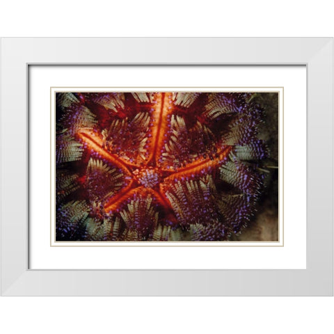 Star Power - Indonesia White Modern Wood Framed Art Print with Double Matting by Factor, Beverly
