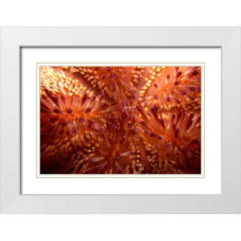 Red Hot - Indonesia White Modern Wood Framed Art Print with Double Matting by Factor, Beverly