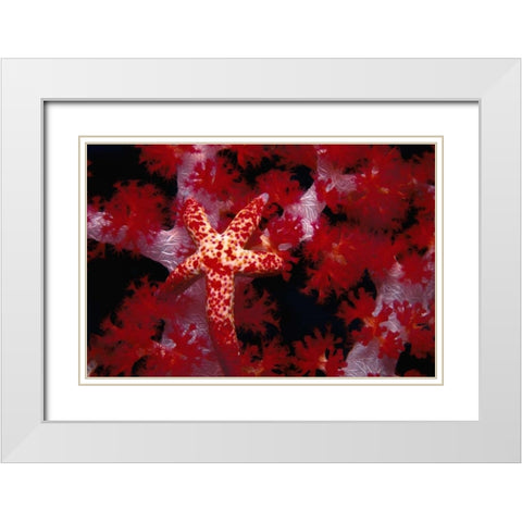 Red Star - Nusa Kode, Indonesia White Modern Wood Framed Art Print with Double Matting by Factor, Beverly