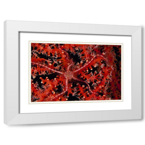 Stars - Indonesia White Modern Wood Framed Art Print with Double Matting by Factor, Beverly