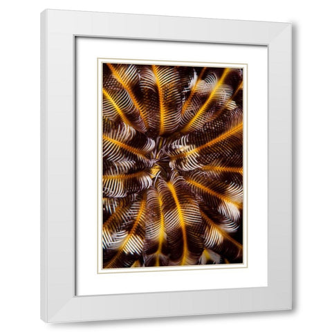 Feather Treasure - N. Sulawesi, Indonesia White Modern Wood Framed Art Print with Double Matting by Factor, Beverly