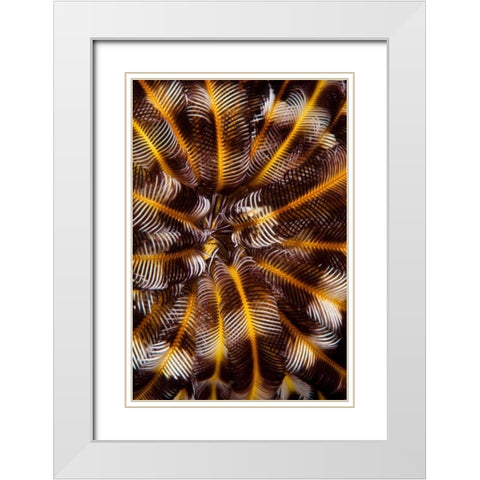 Feather Treasure - N. Sulawesi, Indonesia White Modern Wood Framed Art Print with Double Matting by Factor, Beverly