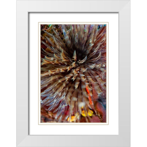 Plumule - N. Sulawesi, Indonesia White Modern Wood Framed Art Print with Double Matting by Factor, Beverly