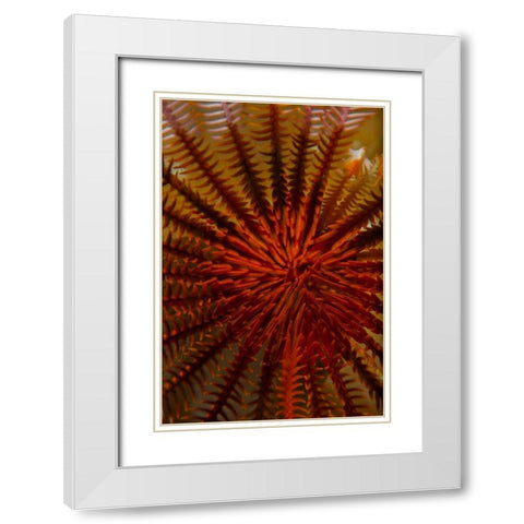 Destiny - S. Raja Ampat, Indonesia White Modern Wood Framed Art Print with Double Matting by Factor, Beverly
