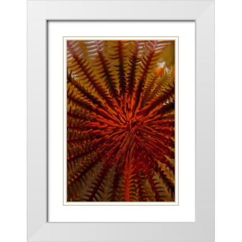 Destiny - S. Raja Ampat, Indonesia White Modern Wood Framed Art Print with Double Matting by Factor, Beverly