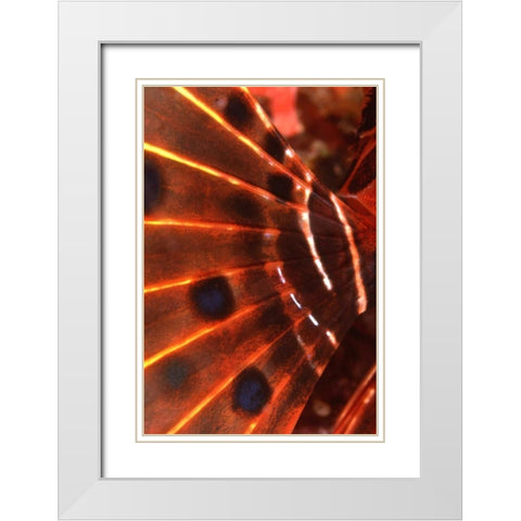 Flaming Flyer - Palau, Micronesia White Modern Wood Framed Art Print with Double Matting by Factor, Beverly