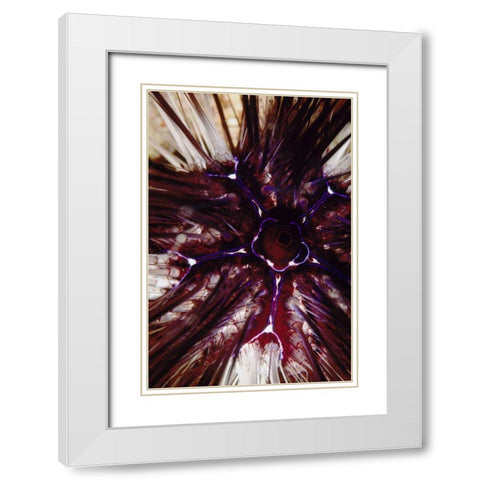 Passion Flower - Thailand White Modern Wood Framed Art Print with Double Matting by Factor, Beverly