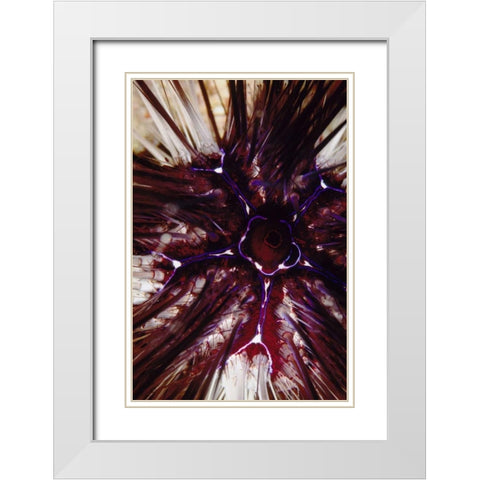 Passion Flower - Thailand White Modern Wood Framed Art Print with Double Matting by Factor, Beverly