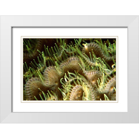 Tips - Sipadan Island, Malaysia White Modern Wood Framed Art Print with Double Matting by Factor, Beverly