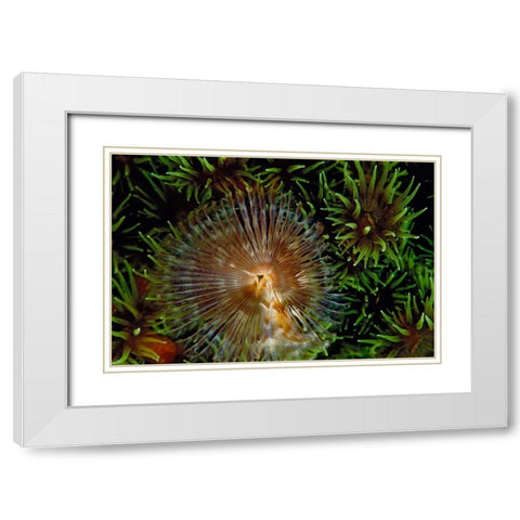 Enchanting - Indonesia White Modern Wood Framed Art Print with Double Matting by Factor, Beverly