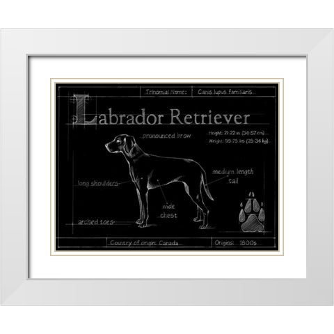 Blueprint Labrador Retriever White Modern Wood Framed Art Print with Double Matting by Ethan Harper