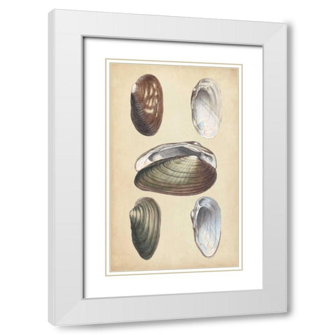 Marine Bivalves I White Modern Wood Framed Art Print with Double Matting by Wood