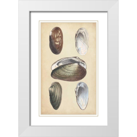 Marine Bivalves I White Modern Wood Framed Art Print with Double Matting by Wood