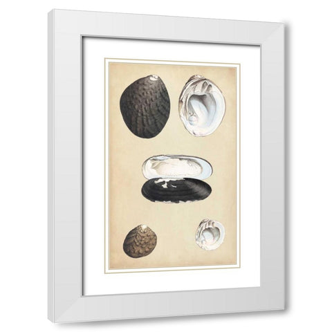Marine Bivalves II White Modern Wood Framed Art Print with Double Matting by Wood