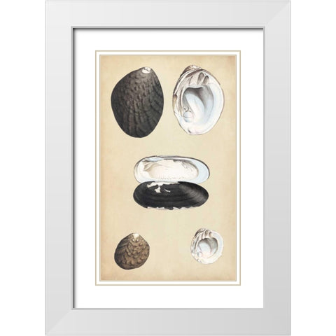 Marine Bivalves II White Modern Wood Framed Art Print with Double Matting by Wood