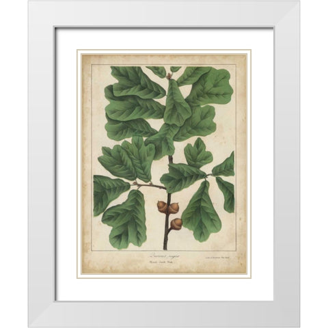 Oak Leaves and Acorns I White Modern Wood Framed Art Print with Double Matting by Torrey, John