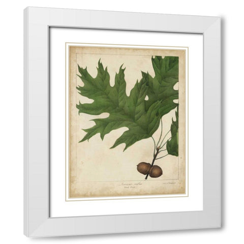 Oak Leaves and Acorns II White Modern Wood Framed Art Print with Double Matting by Torrey, John