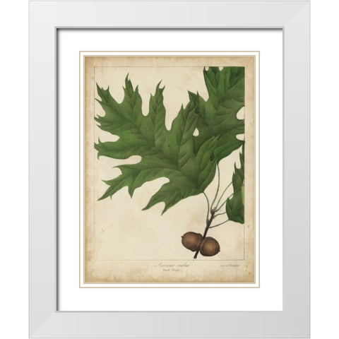 Oak Leaves and Acorns II White Modern Wood Framed Art Print with Double Matting by Torrey, John