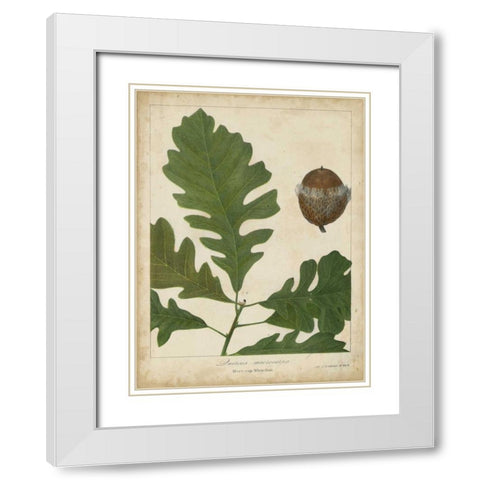 Oak Leaves and Acorns III White Modern Wood Framed Art Print with Double Matting by Torrey, John