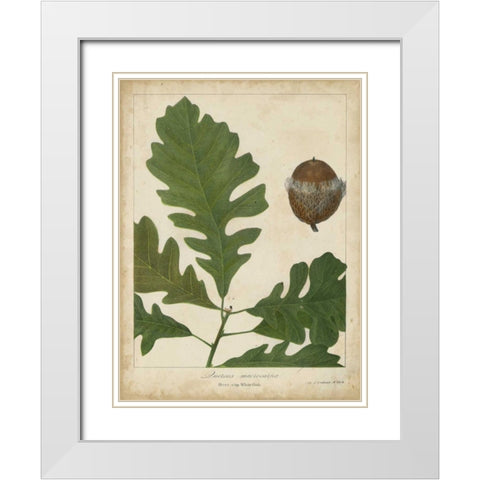 Oak Leaves and Acorns III White Modern Wood Framed Art Print with Double Matting by Torrey, John