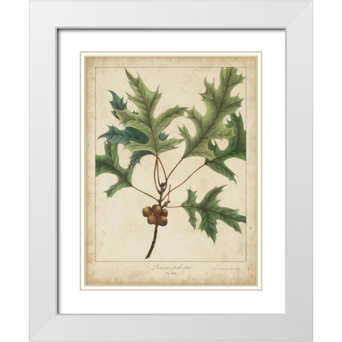 Oak Leaves and Acorns IV White Modern Wood Framed Art Print with Double Matting by Torrey, John
