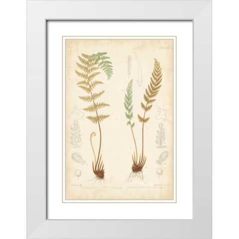 Fern Study I White Modern Wood Framed Art Print with Double Matting by Vision Studio