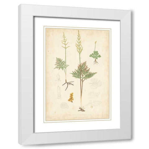 Fern Study II White Modern Wood Framed Art Print with Double Matting by Vision Studio