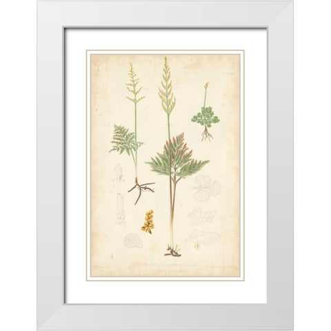 Fern Study II White Modern Wood Framed Art Print with Double Matting by Vision Studio