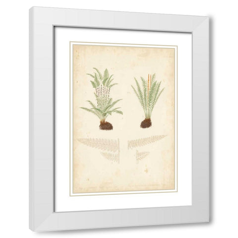 Fern Study III White Modern Wood Framed Art Print with Double Matting by Vision Studio