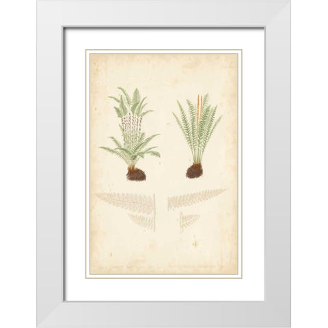 Fern Study III White Modern Wood Framed Art Print with Double Matting by Vision Studio