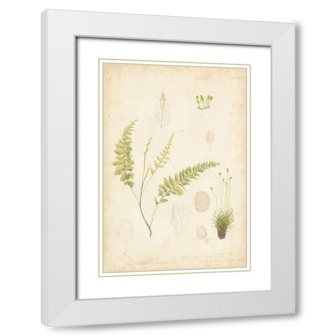 Fern Study IV White Modern Wood Framed Art Print with Double Matting by Vision Studio
