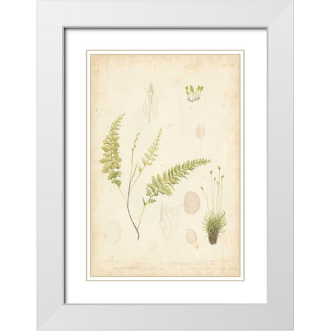 Fern Study IV White Modern Wood Framed Art Print with Double Matting by Vision Studio