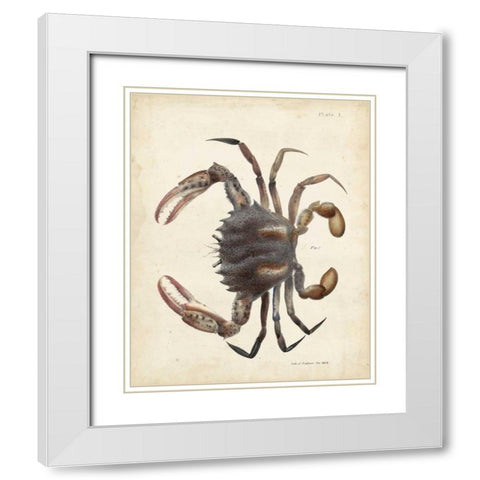 Vintage Crab I White Modern Wood Framed Art Print with Double Matting by Dekay