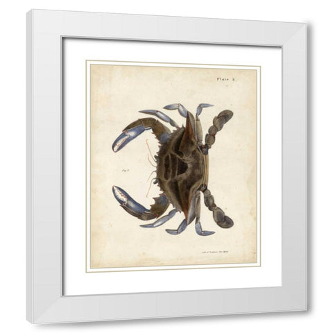 Vintage Crab II White Modern Wood Framed Art Print with Double Matting by Dekay