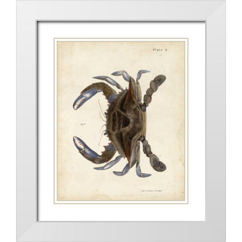 Vintage Crab II White Modern Wood Framed Art Print with Double Matting by Dekay
