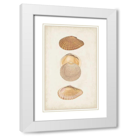Antiquarian Shell Study I White Modern Wood Framed Art Print with Double Matting by Vision Studio