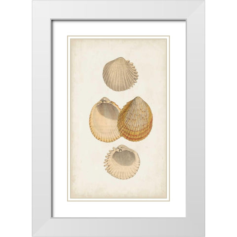 Antiquarian Shell Study II White Modern Wood Framed Art Print with Double Matting by Vision Studio