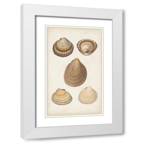 Antiquarian Shell Study III White Modern Wood Framed Art Print with Double Matting by Vision Studio