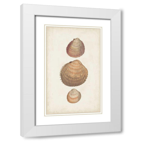Antiquarian Shell Study IV White Modern Wood Framed Art Print with Double Matting by Vision Studio