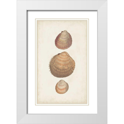 Antiquarian Shell Study IV White Modern Wood Framed Art Print with Double Matting by Vision Studio