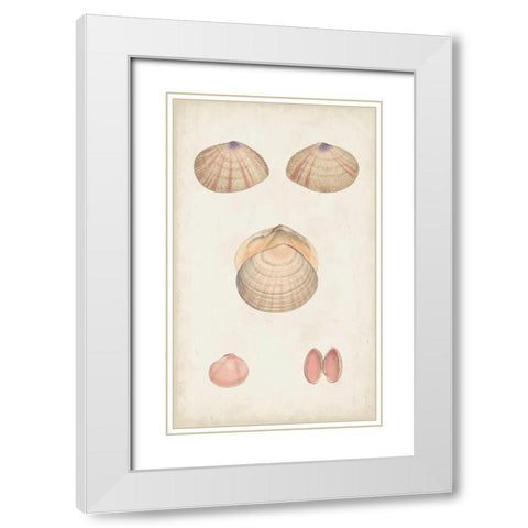 Antiquarian Shell Study V White Modern Wood Framed Art Print with Double Matting by Vision Studio