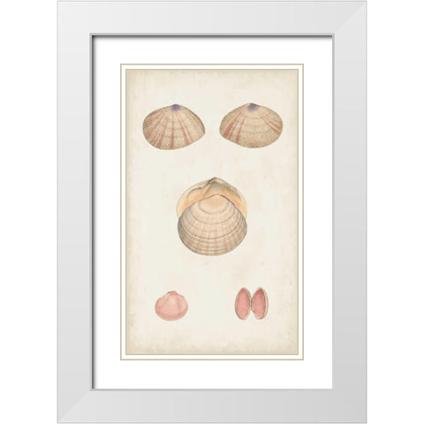 Antiquarian Shell Study V White Modern Wood Framed Art Print with Double Matting by Vision Studio