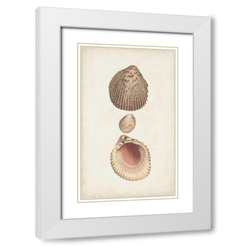 Antiquarian Shell Study VI White Modern Wood Framed Art Print with Double Matting by Vision Studio