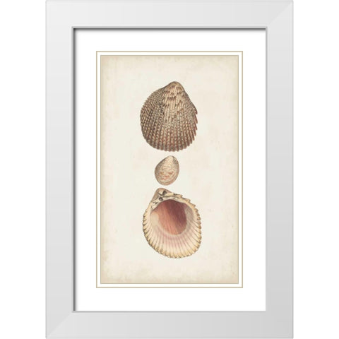 Antiquarian Shell Study VI White Modern Wood Framed Art Print with Double Matting by Vision Studio